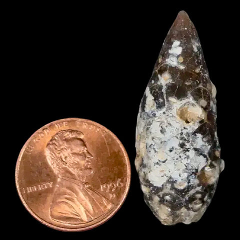 1.4" Fossil Pine Cone Equicalastrobus Replaced By Agate Eocene Age Seeds Fruit - Fossil Age Minerals