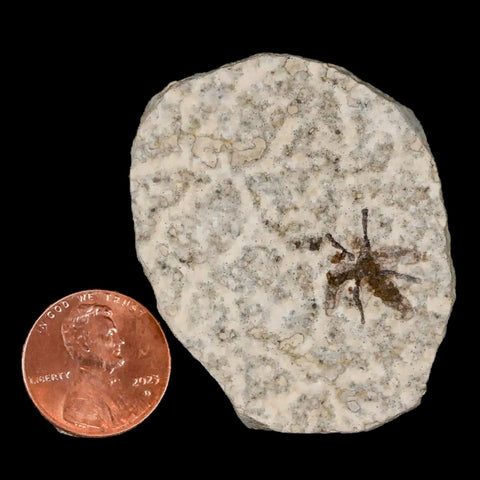 0.5" Detailed Fossil March Fly Insect Green River FM Uintah County UT Eocene Age - Fossil Age Minerals