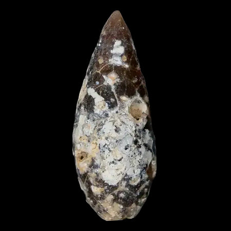 1.4" Fossil Pine Cone Equicalastrobus Replaced By Agate Eocene Age Seeds Fruit