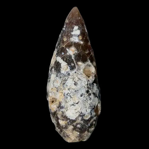 1.4" Fossil Pine Cone Equicalastrobus Replaced By Agate Eocene Age Seeds Fruit - Fossil Age Minerals