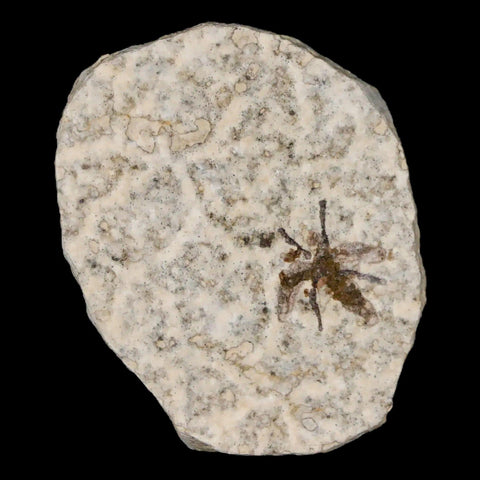 0.5" Detailed Fossil March Fly Insect Green River FM Uintah County UT Eocene Age - Fossil Age Minerals