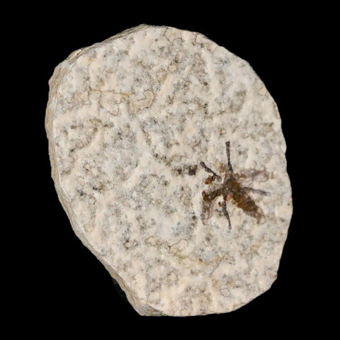 0.5" Detailed Fossil March Fly Insect Green River FM Uintah County UT Eocene Age - Fossil Age Minerals