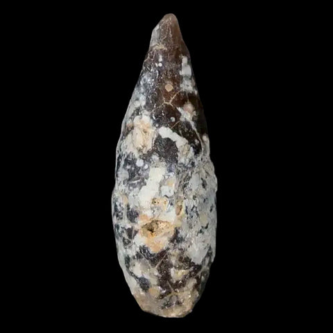 1.4" Fossil Pine Cone Equicalastrobus Replaced By Agate Eocene Age Seeds Fruit - Fossil Age Minerals