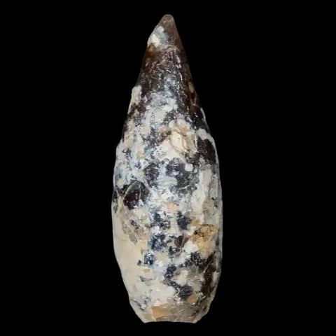 1.4" Fossil Pine Cone Equicalastrobus Replaced By Agate Eocene Age Seeds Fruit - Fossil Age Minerals