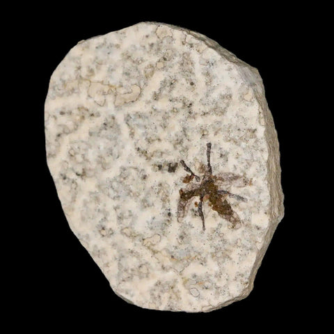 0.5" Detailed Fossil March Fly Insect Green River FM Uintah County UT Eocene Age - Fossil Age Minerals