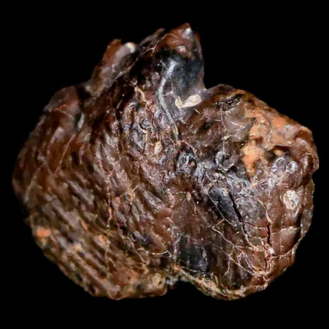 0.7" Pachycephalosaurus Fossil Skull Knobs Lance Creek Cretaceous Dinosaur WY COA - Fossil Age Minerals