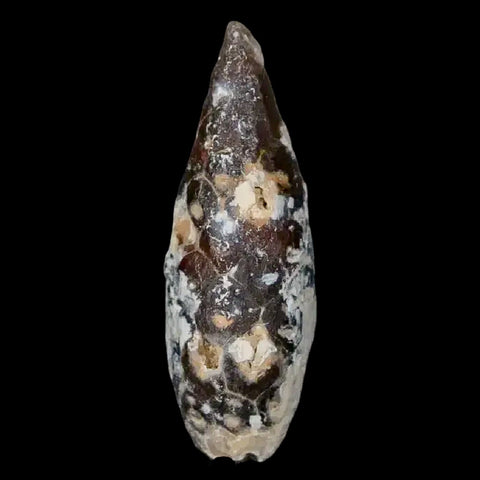 1.4" Fossil Pine Cone Equicalastrobus Replaced By Agate Eocene Age Seeds Fruit - Fossil Age Minerals