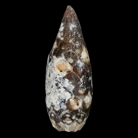 1.4" Fossil Pine Cone Equicalastrobus Replaced By Agate Eocene Age Seeds Fruit - Fossil Age Minerals