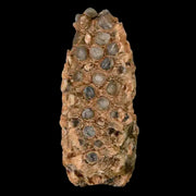 1.8" Fossil Pine Cone Equicalastrobus Replaced By Agate Eocene Age Seeds Fruit