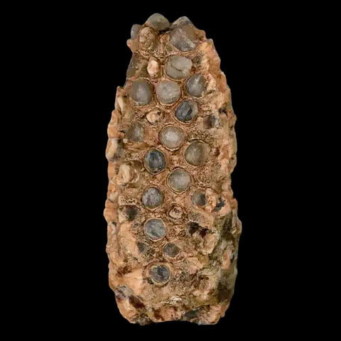 1.8" Fossil Pine Cone Equicalastrobus Replaced By Agate Eocene Age Seeds Fruit - Fossil Age Minerals