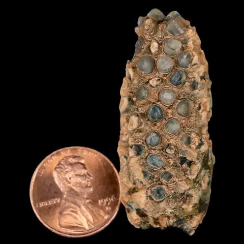 1.8" Fossil Pine Cone Equicalastrobus Replaced By Agate Eocene Age Seeds Fruit - Fossil Age Minerals