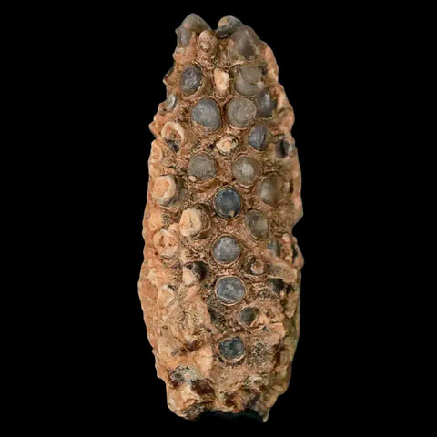 1.8" Fossil Pine Cone Equicalastrobus Replaced By Agate Eocene Age Seeds Fruit - Fossil Age Minerals