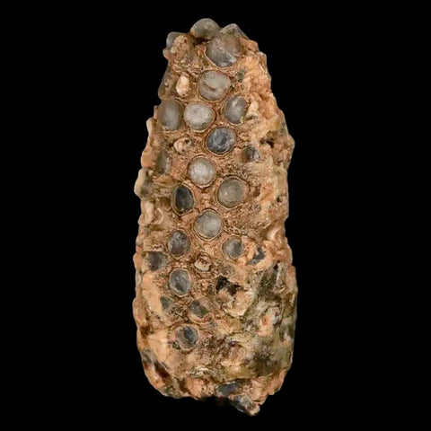 1.8" Fossil Pine Cone Equicalastrobus Replaced By Agate Eocene Age Seeds Fruit - Fossil Age Minerals