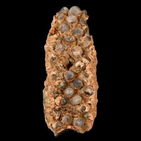 1.8" Fossil Pine Cone Equicalastrobus Replaced By Agate Eocene Age Seeds Fruit