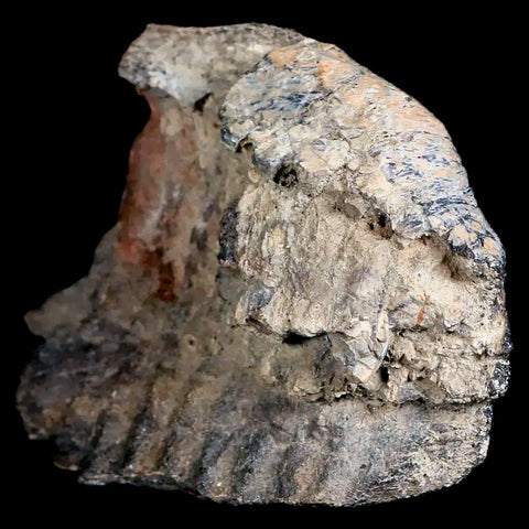 3.5" Edmontosaurus Fossil Jaw Maxilla Bone Lance Creek Cretaceous Dinosaur WY COA - Fossil Age Minerals