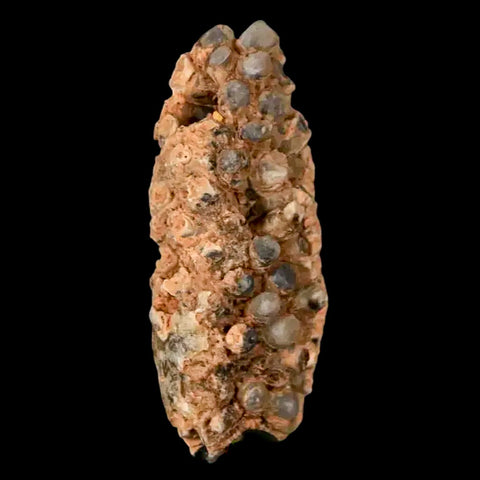 1.8" Fossil Pine Cone Equicalastrobus Replaced By Agate Eocene Age Seeds Fruit - Fossil Age Minerals