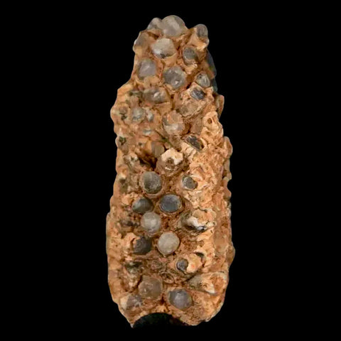 1.8" Fossil Pine Cone Equicalastrobus Replaced By Agate Eocene Age Seeds Fruit - Fossil Age Minerals