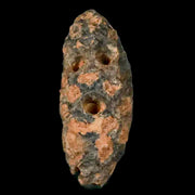 1.2" Fossil Pine Cone Equicalastrobus Replaced By Agate Eocene Age Seeds Fruit