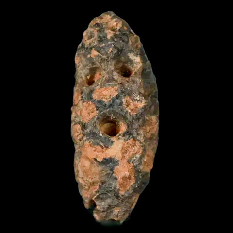 1.2" Fossil Pine Cone Equicalastrobus Replaced By Agate Eocene Age Seeds Fruit - Fossil Age Minerals