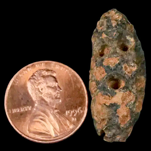 1.2" Fossil Pine Cone Equicalastrobus Replaced By Agate Eocene Age Seeds Fruit - Fossil Age Minerals