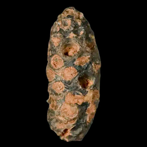 1.2" Fossil Pine Cone Equicalastrobus Replaced By Agate Eocene Age Seeds Fruit - Fossil Age Minerals