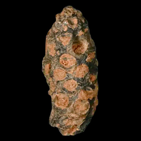 1.2" Fossil Pine Cone Equicalastrobus Replaced By Agate Eocene Age Seeds Fruit - Fossil Age Minerals