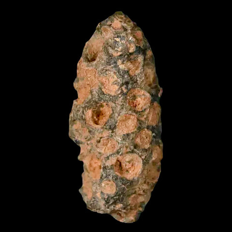 1.2" Fossil Pine Cone Equicalastrobus Replaced By Agate Eocene Age Seeds Fruit - Fossil Age Minerals