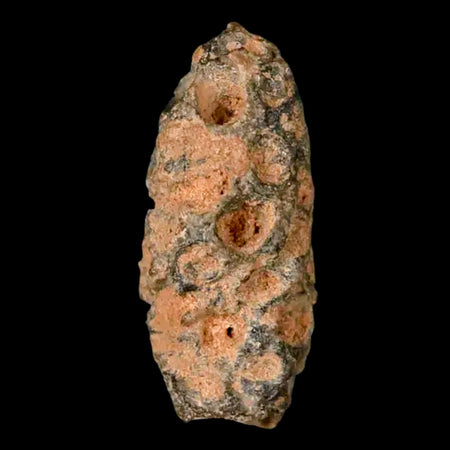 1.2" Fossil Pine Cone Equicalastrobus Replaced By Agate Eocene Age Seeds Fruit