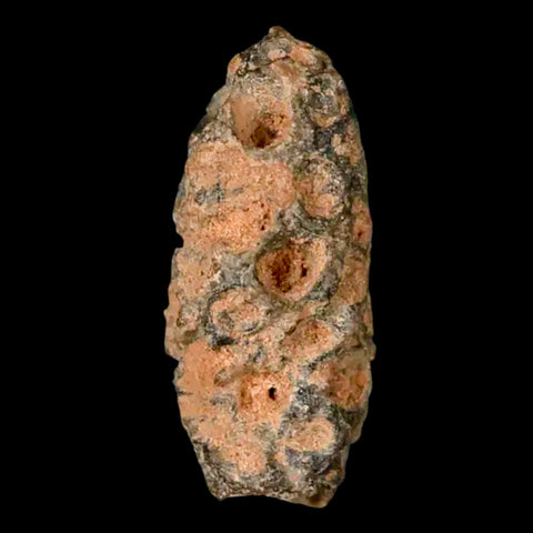 1.2" Fossil Pine Cone Equicalastrobus Replaced By Agate Eocene Age Seeds Fruit - Fossil Age Minerals