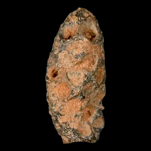 1.2" Fossil Pine Cone Equicalastrobus Replaced By Agate Eocene Age Seeds Fruit - Fossil Age Minerals