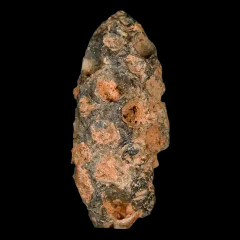 1.2" Fossil Pine Cone Equicalastrobus Replaced By Agate Eocene Age Seeds Fruit - Fossil Age Minerals