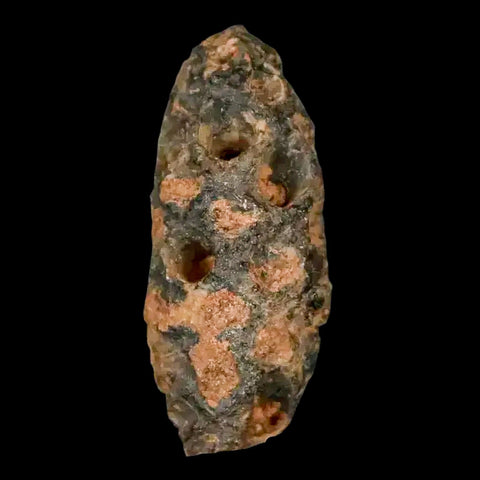 1.2" Fossil Pine Cone Equicalastrobus Replaced By Agate Eocene Age Seeds Fruit - Fossil Age Minerals