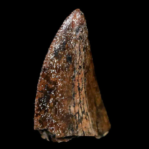 0.9" Majungasaurus Serrated Fossil Tooth Cretaceous Dinosaur Madagascar COA - Fossil Age Minerals