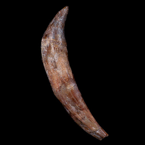XL 5.9" Basilosaurus Tooth 40-34 Mil Yrs Old Late Eocene COA - Fossil Age Minerals