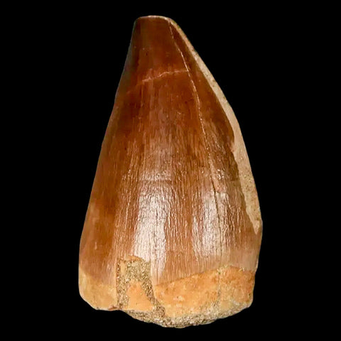 1.6" Mosasaur Prognathodon Fossil Tooth Cretaceous Dinosaur Era COA, Stand - Fossil Age Minerals