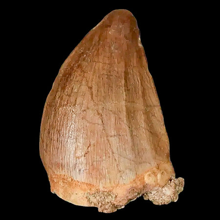 1.4" Mosasaur Prognathodon Fossil Tooth Cretaceous Dinosaur Era COA, Stand