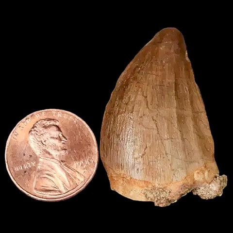 1.4" Mosasaur Prognathodon Fossil Tooth Cretaceous Dinosaur Era COA, Stand - Fossil Age Minerals