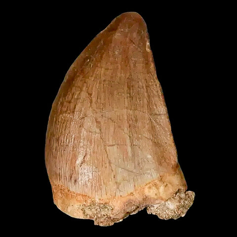 1.4" Mosasaur Prognathodon Fossil Tooth Cretaceous Dinosaur Era COA, Stand - Fossil Age Minerals