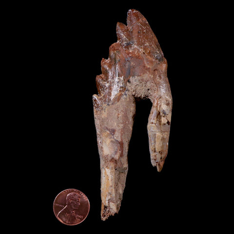 XL 4.3" Basilosaurus Tooth 40-34 Mil Yrs Old Late Eocene COA - Fossil Age Minerals