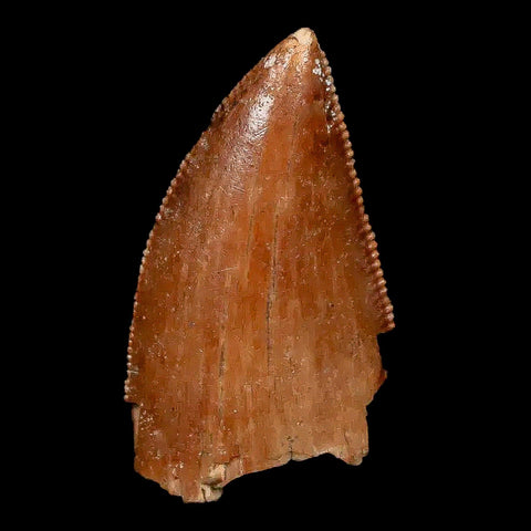 0.9" Majungasaurus Serrated Fossil Tooth Cretaceous Dinosaur Madagascar COA - Fossil Age Minerals