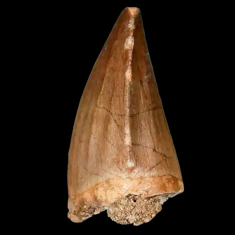 1.4" Mosasaur Prognathodon Fossil Tooth Cretaceous Dinosaur Era COA, Stand - Fossil Age Minerals