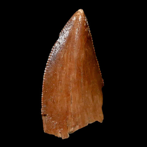 0.9" Majungasaurus Serrated Fossil Tooth Cretaceous Dinosaur Madagascar COA - Fossil Age Minerals