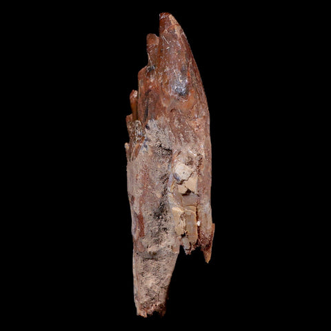 XL 4.3" Basilosaurus Tooth 40-34 Mil Yrs Old Late Eocene COA - Fossil Age Minerals