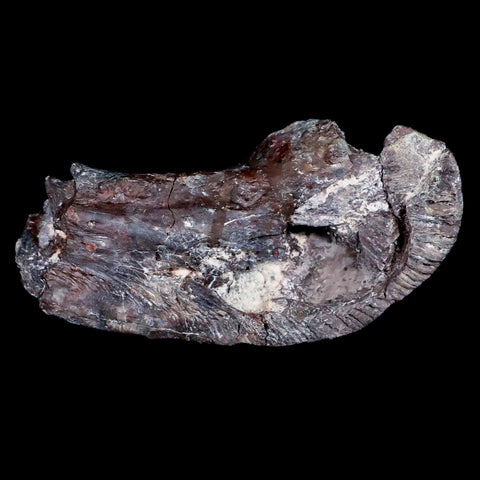 3.1" Phytosaur Fossil Jaw Section Late Triassic Age Archosaur Chinle FM, AZ COA - Fossil Age Minerals