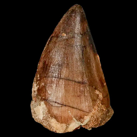 1.7" Mosasaur Prognathodon Fossil Tooth Cretaceous Dinosaur Era COA, Stand - Fossil Age Minerals