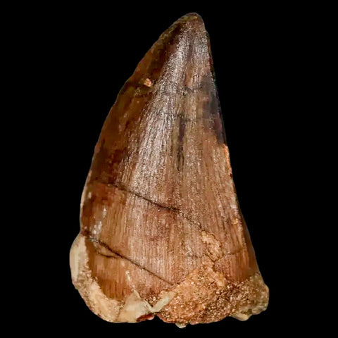 1.7" Mosasaur Prognathodon Fossil Tooth Cretaceous Dinosaur Era COA, Stand - Fossil Age Minerals