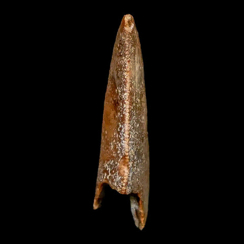 0.9" Majungasaurus Serrated Fossil Tooth Cretaceous Dinosaur Madagascar COA - Fossil Age Minerals