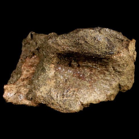 3.4" Rare Nanotyrannus Tyrannosaurus Fossil Astragalus Dinosaur Lance Creek FM WY - Fossil Age Minerals