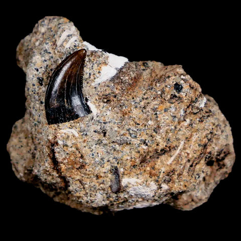 0.3" Dromaeosaurus Raptor Serrated Fossil Tooth In Matrix Judith River FM MT COA - Fossil Age Minerals