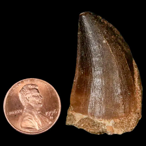 1.6" Mosasaur Prognathodon Fossil Tooth Cretaceous Dinosaur Era COA, Stand - Fossil Age Minerals